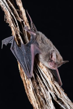 east-coast-freetail-bat-micronomus-norfolkensis-2