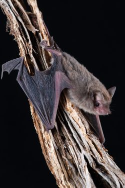 east-coast-freetail-bat-micronomus-norfolkensis