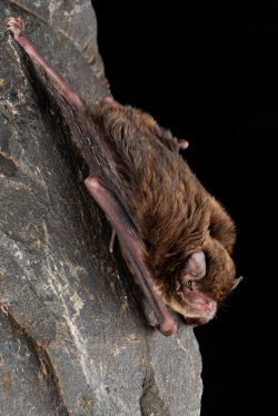 southern-long-fingered-bat-miniopterus-orianae-bassanii