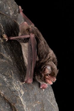 southern-long-fingered-bat-miniopterus-orianae-bassanii-2