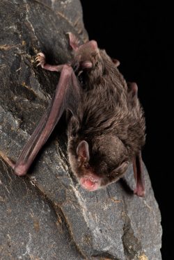 southern-long-fingered-bat-miniopterus-orianae-bassanii-3