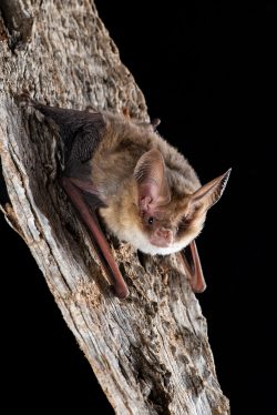 western-long-eared-bat-nyctophilus-major-ssp-tor