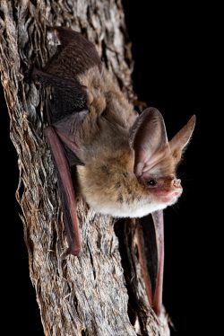 western-long-eared-bat-nyctophilus-major-ssp-tor-2