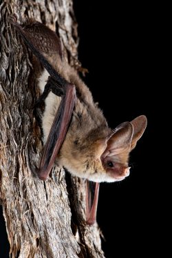 western-long-eared-bat-nyctophilus-major-ssp-tor-3