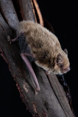 southern-forest-bat-vespadelus-regulus-7
