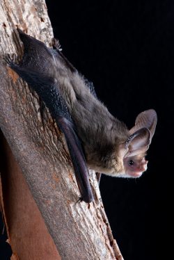 Western Long-eared Bat