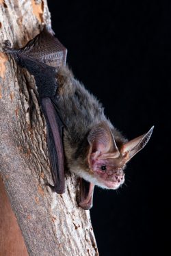 western-long-eared-bat-nyctophilus-major-major