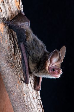 western-long-eared-bat-nyctophilus-major-major-2
