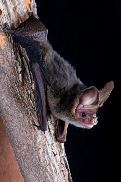 western-long-eared-bat-nyctophilus-major-major-3