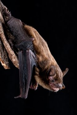 western-false-pipistrelle-falsistrellus-mackenziei-2