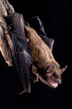western-false-pipistrelle-falsistrellus-mackenziei-3