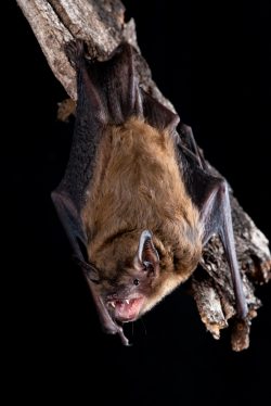 western-false-pipistrelle-falsistrellus-mackenziei