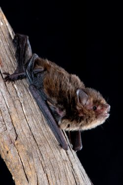 southern-forest-bat-vespadelus-regulus-8