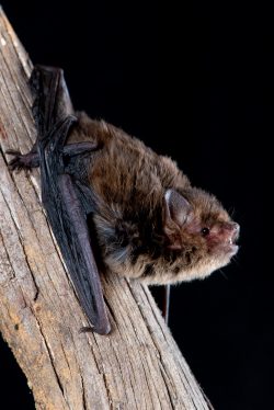 southern-forest-bat-vespadelus-regulus-9