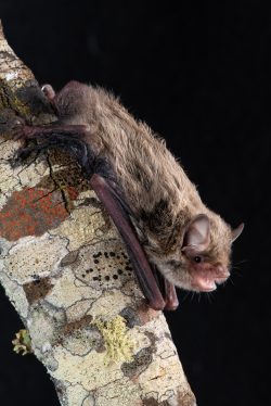 southern-forest-bat-vespadelus-regulus-10