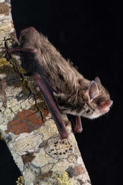 southern-forest-bat-vespadelus-regulus-6