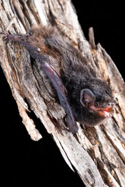 little-pied-bat-chalinolobus-picatus-7