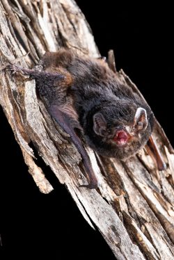 little-pied-bat-chalinolobus-picatus-8