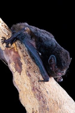 little-pied-bat-chalinolobus-picatus-9