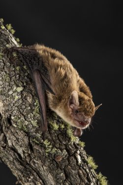 broad-nosed-bat-scotorepens-sp-parnaby