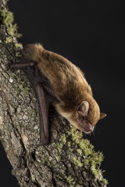 broad-nosed-bat-scotorepens-sp-parnaby-2