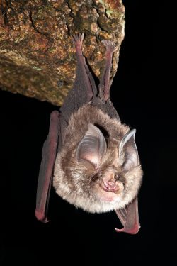 Rhinolophus megaphyllus