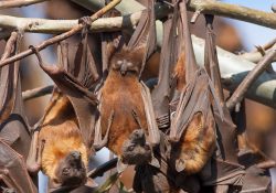 little-red-flying-fox-pteropus-scapulatus-2