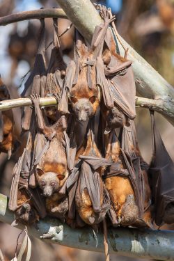 little-red-flying-fox-pteropus-scapulatus-5