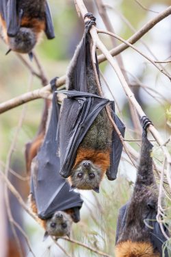 grey-headed-flying-fox-pteropus-poliocephalus