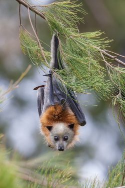 grey-headed-flying-fox-pteropus-poliocephalus-2