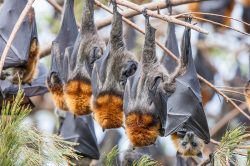 grey-headed-flying-fox-pteropus-poliocephalus-3