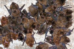 eastern-cave-bat-vespadelus-troughtoni