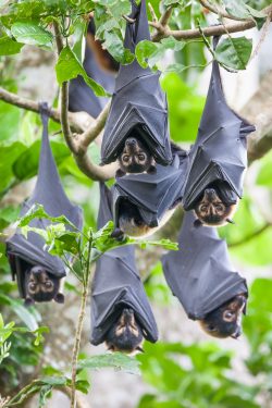 spectacled-flying-fox-pteropus-conspicillatus