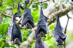 spectacled-flying-fox-pteropus-conspicillatus-2