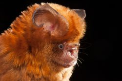 fawn-leaf-nosed-bat-hipposideros-cervinus