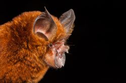 eastern-horseshoe-bat-rhinolophus-megaphyllus-3