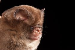 fawn-leaf-nosed-bat-hipposideros-cervinus-2