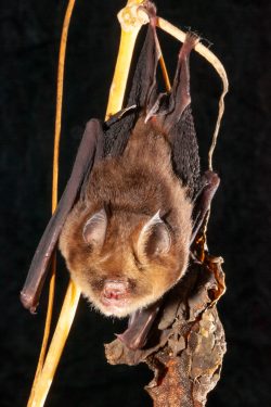fawn-leaf-nosed-bat-hipposideros-cervinus-3