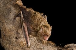 golden-tipped-bat-phoniscus-papuensis-3