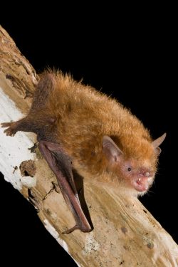flute-nosed-bat-murina-florium-3