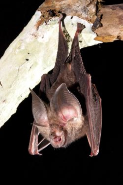 lesser-long-eared-horseshoe-bat-rhinolophus-sp-2