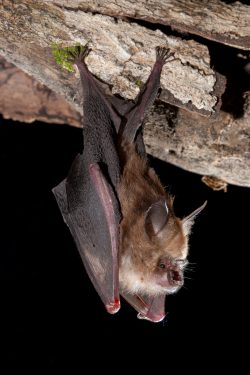 semons-leaf-nosed-bat-hipposideros-semoni-2