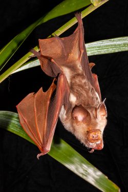 diadem-leaf-nosed-bat-hipposideros-diadema-2