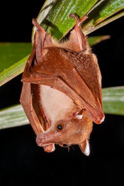 northern-blossom-bat-macroglossus-minimus