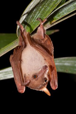 northern-blossom-bat-macroglossus-minimus-2