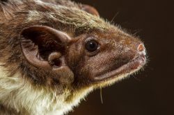 bare-rumped-sheathtail-bat-saccolaimus-saccolaimus