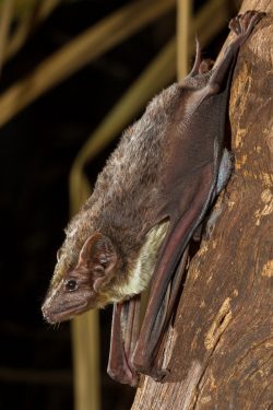 bare-rumped-sheathtail-bat-saccolaimus-saccolaimus-2