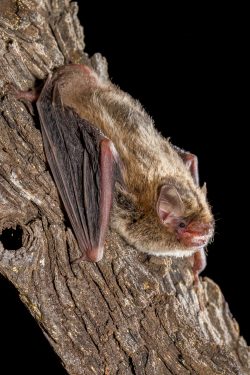 little-forest-bat-vespadelus-vulturnus-3