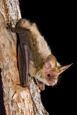corbens-long-eared-bat-nyctophilus-corbeni
