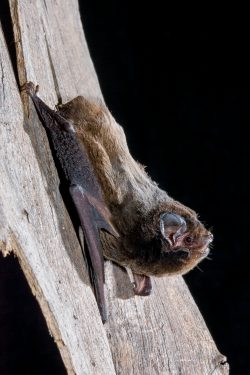 goulds-wattled-bat-chalinolobus-gouldii